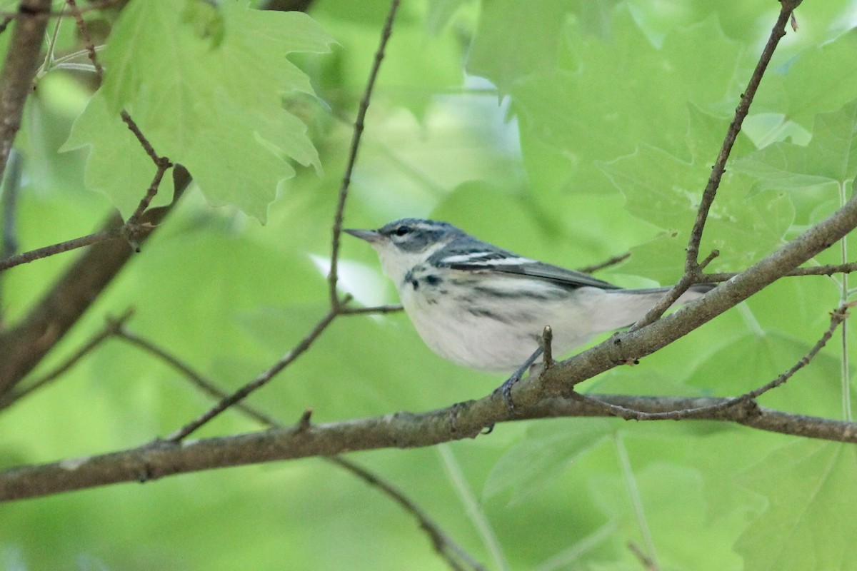 Cerulean Warbler - ML227999301