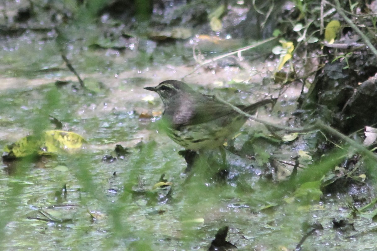 Louisiana Waterthrush - ML227999651