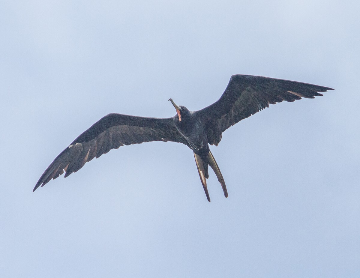 Magnificent Frigatebird - ML227999981