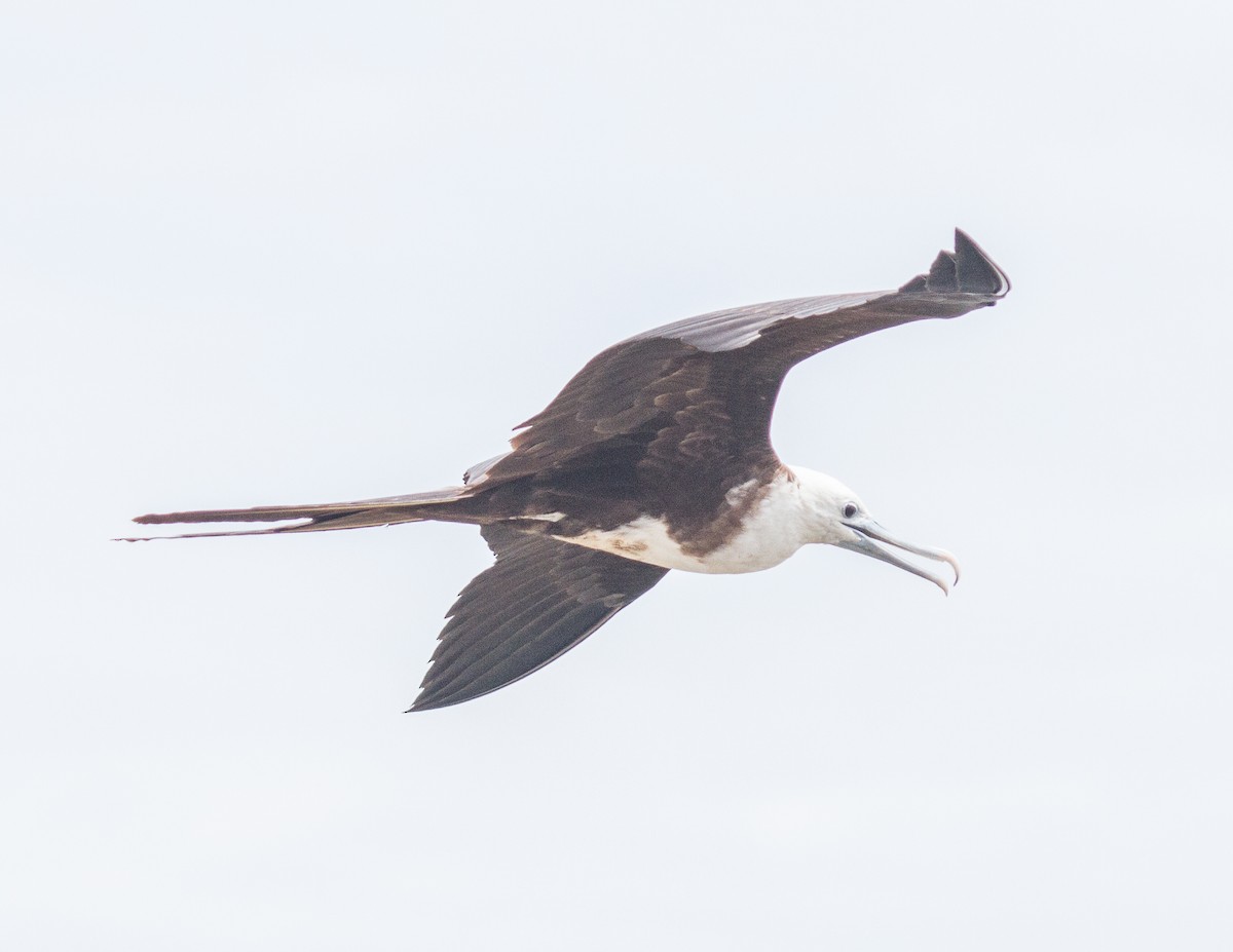 Magnificent Frigatebird - ML228000141