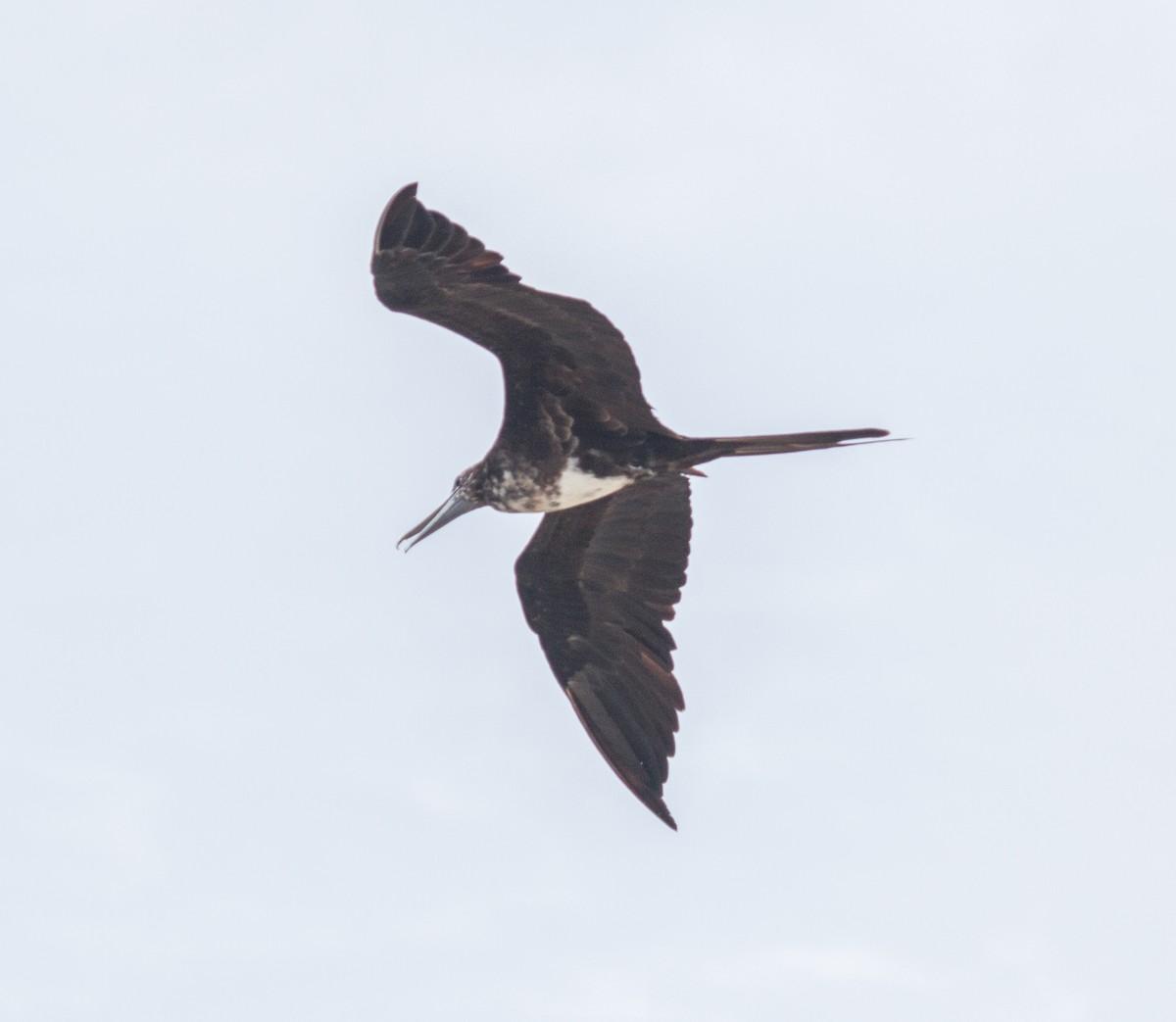 Magnificent Frigatebird - ML228000161