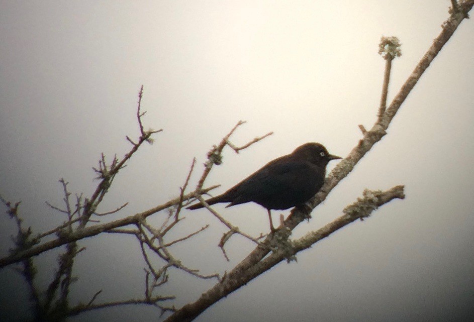 Rusty Blackbird - ML22800101