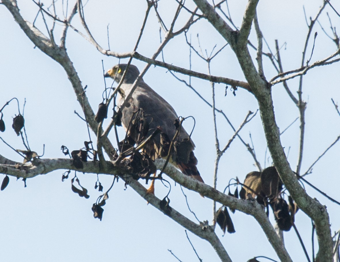Roadside Hawk - ML228001191