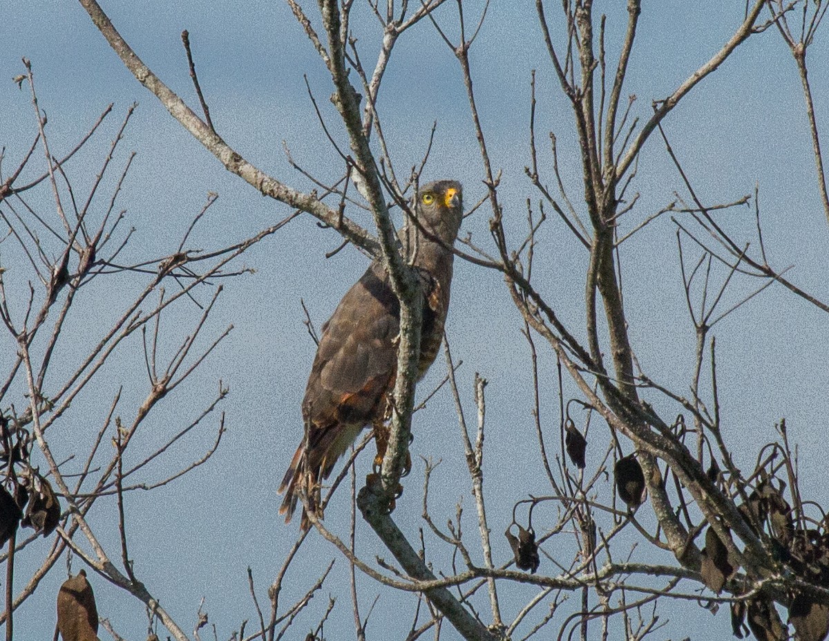 Roadside Hawk - ML228001211