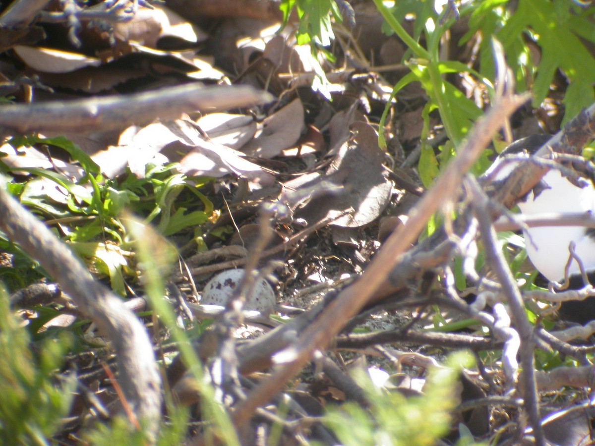 Sooty Tern - Lyle Hamilton