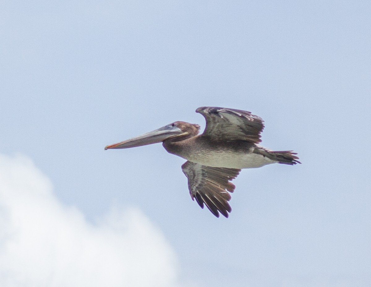 Brown Pelican - ML228002221