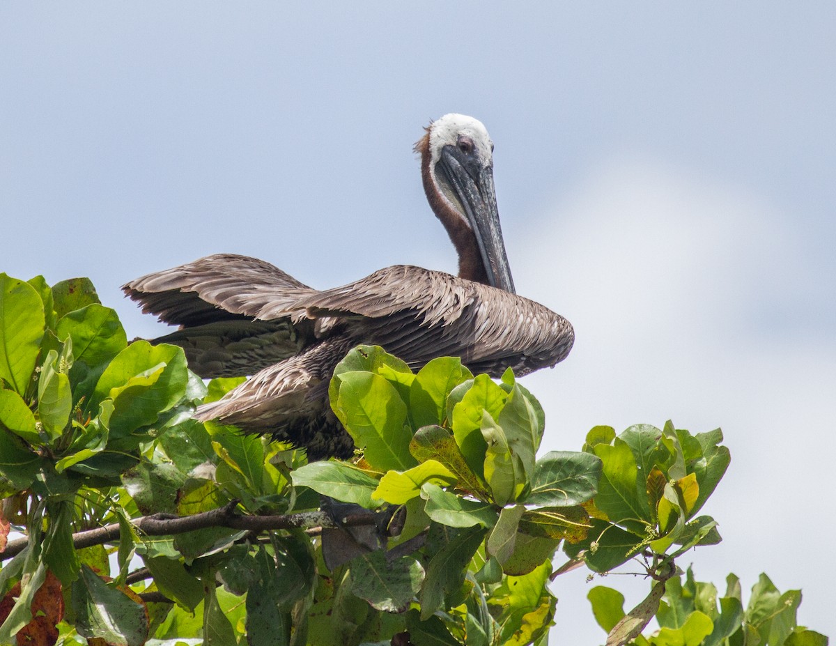 Brown Pelican - ML228002251