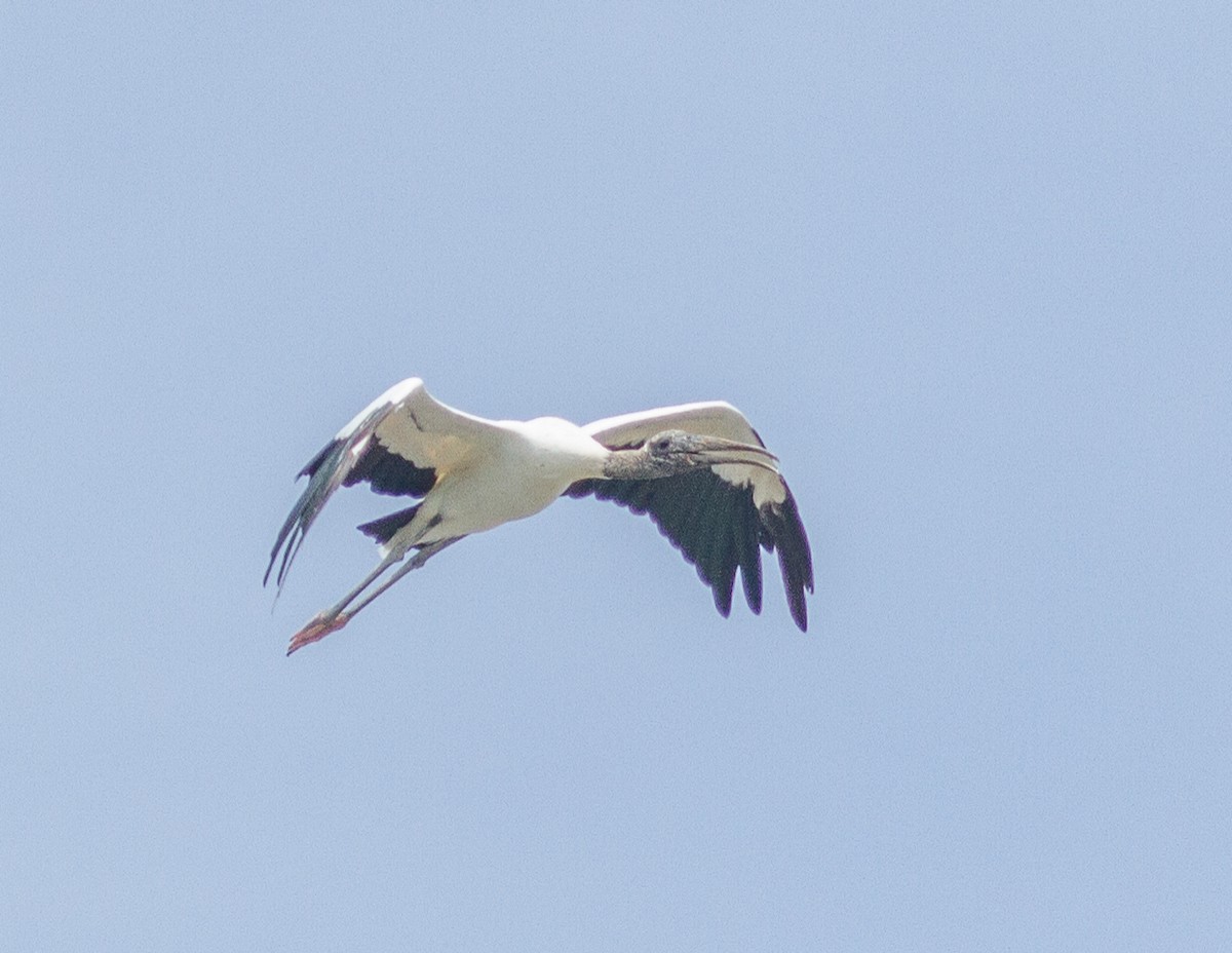 Wood Stork - ML228003281