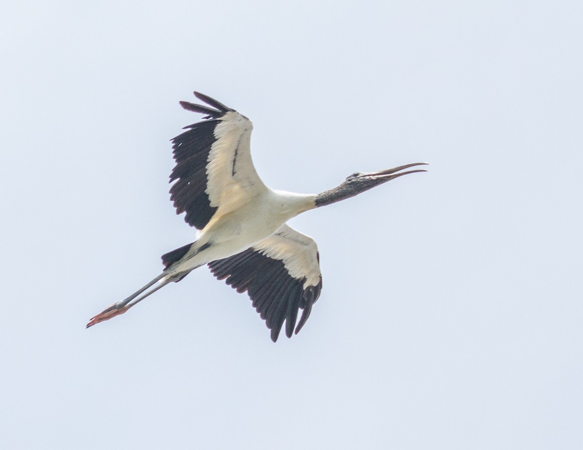 Wood Stork - ML228003291