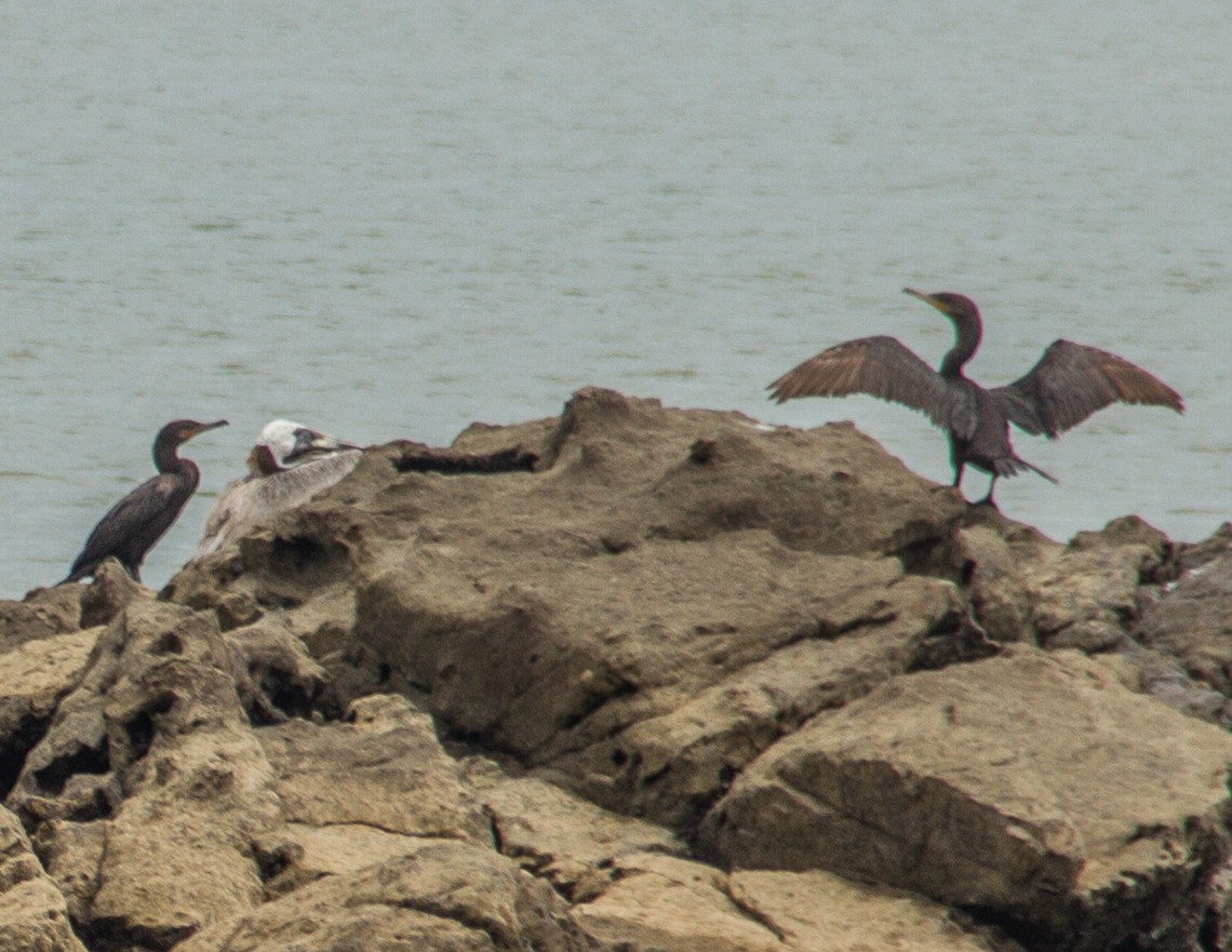 Neotropic Cormorant - ML228003721