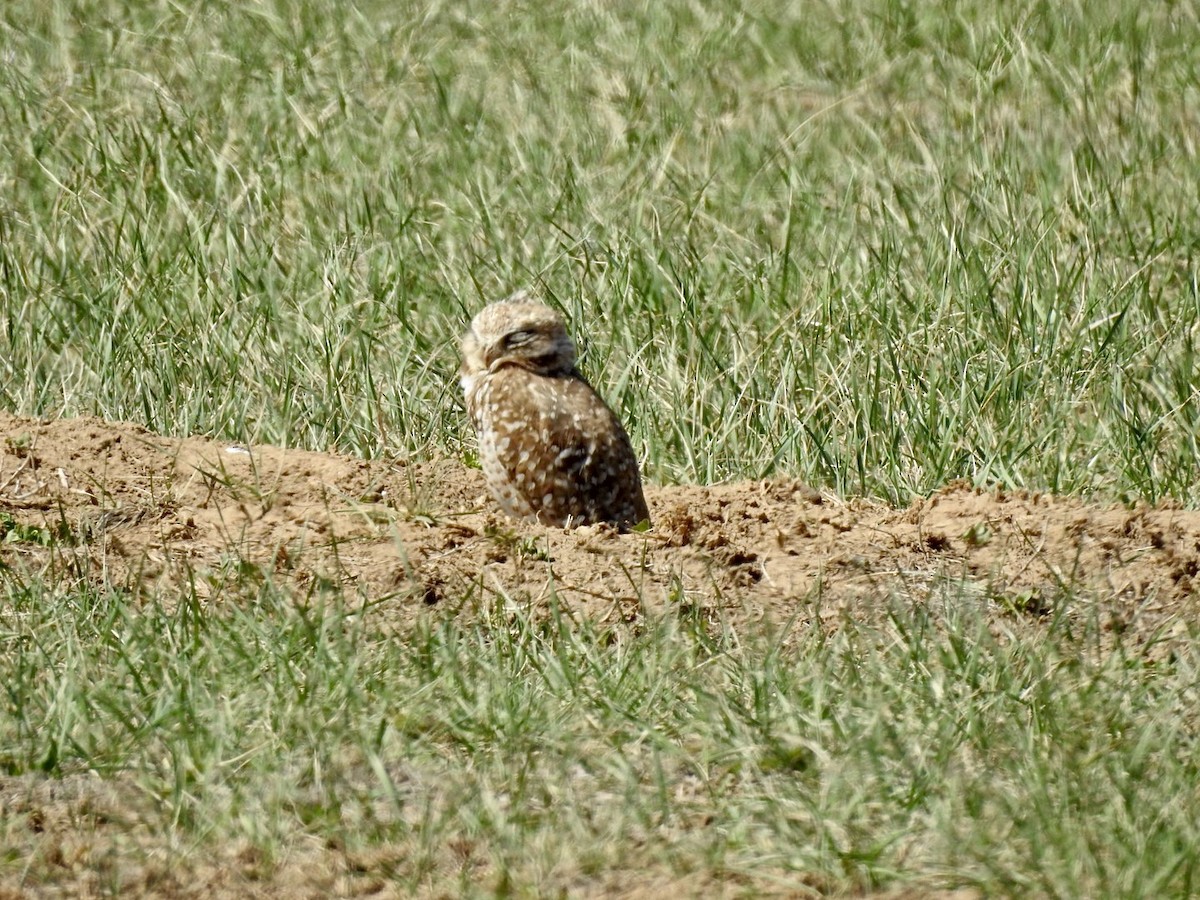 Burrowing Owl - ML228004271