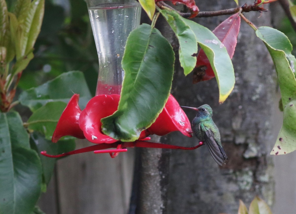 Ширококлювый колибри - ML228004331