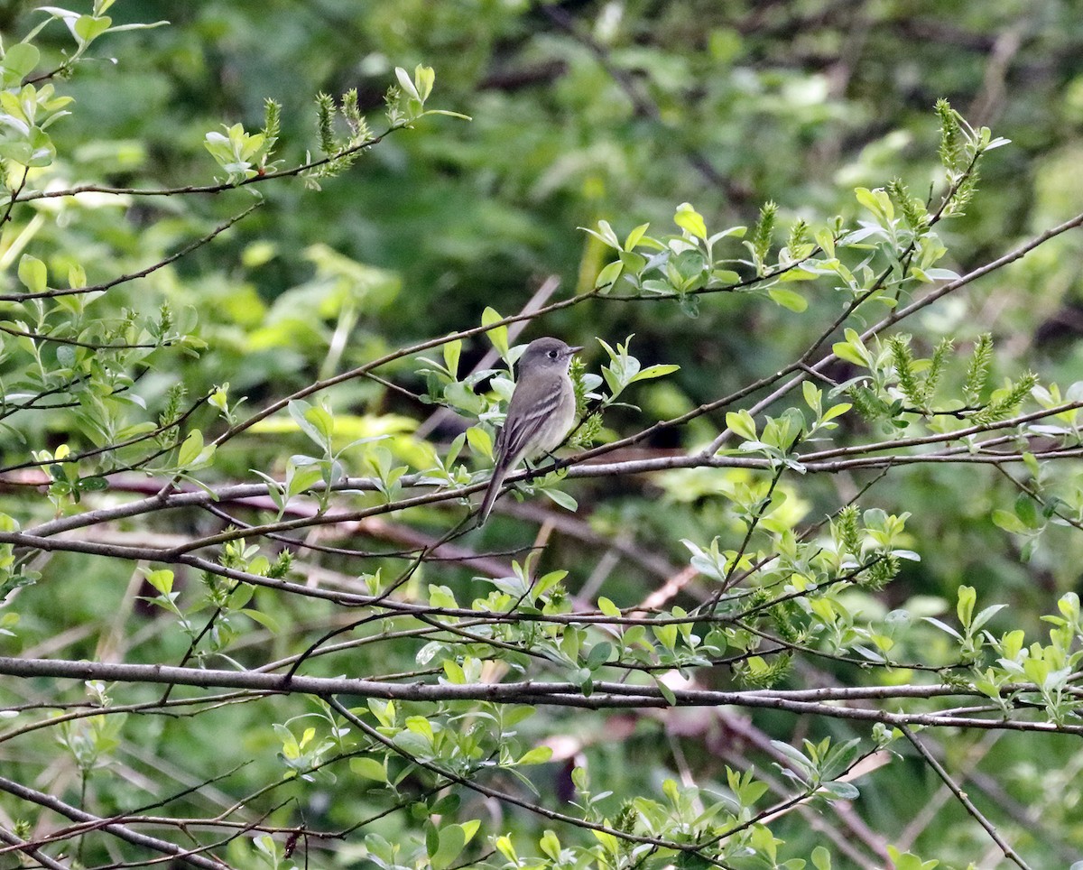 Dusky Flycatcher - Gregory Johnson