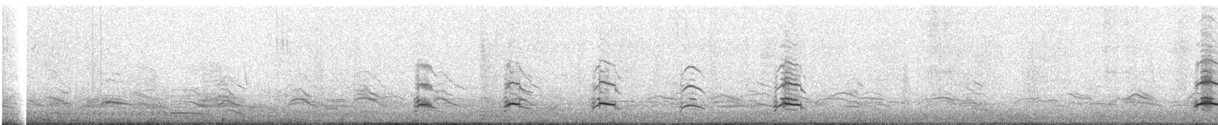 Magellanic Penguin - ML228006