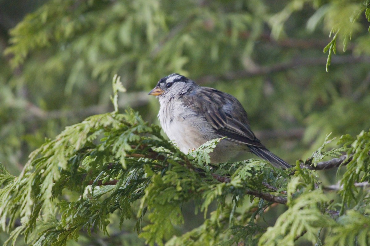 White-crowned Sparrow - Antonio Rodriguez-Sinovas