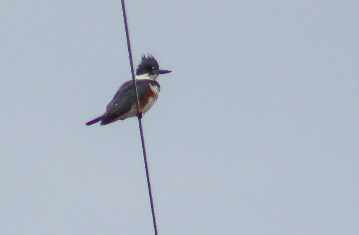 Belted Kingfisher - ML228007541