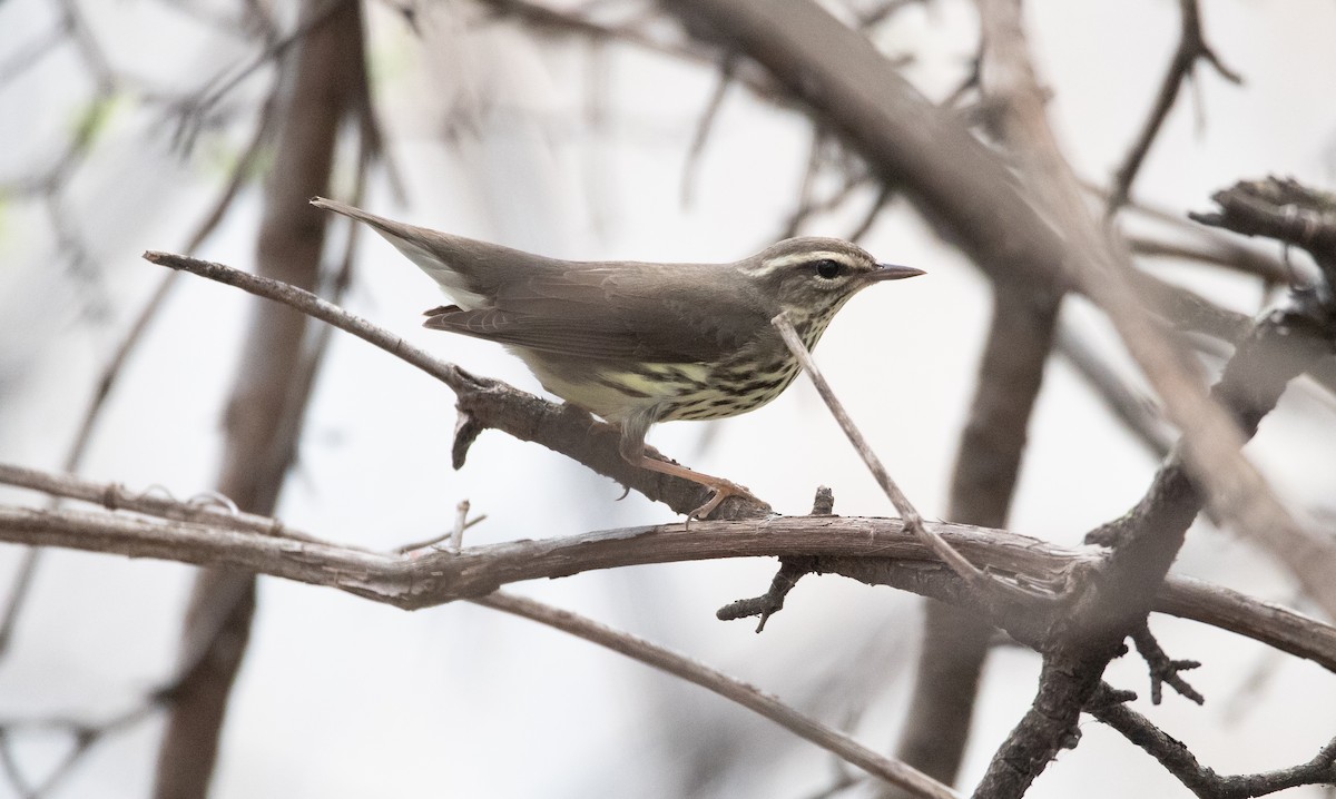 Northern Waterthrush - ML228007671