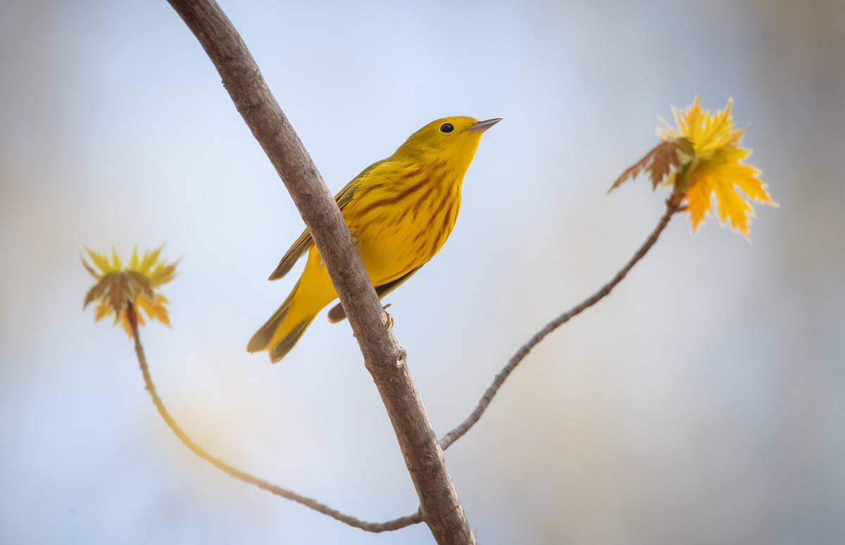 Northern Yellow Warbler - ML228007791