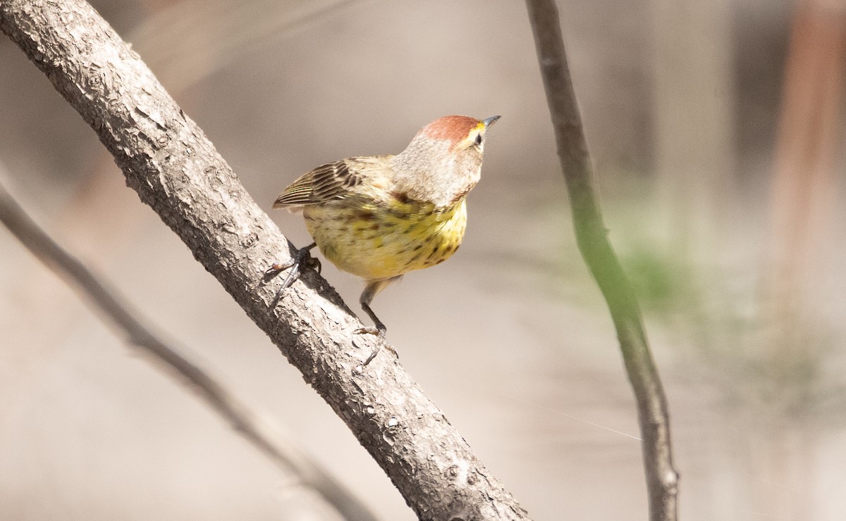 Palm Warbler - ML228008151