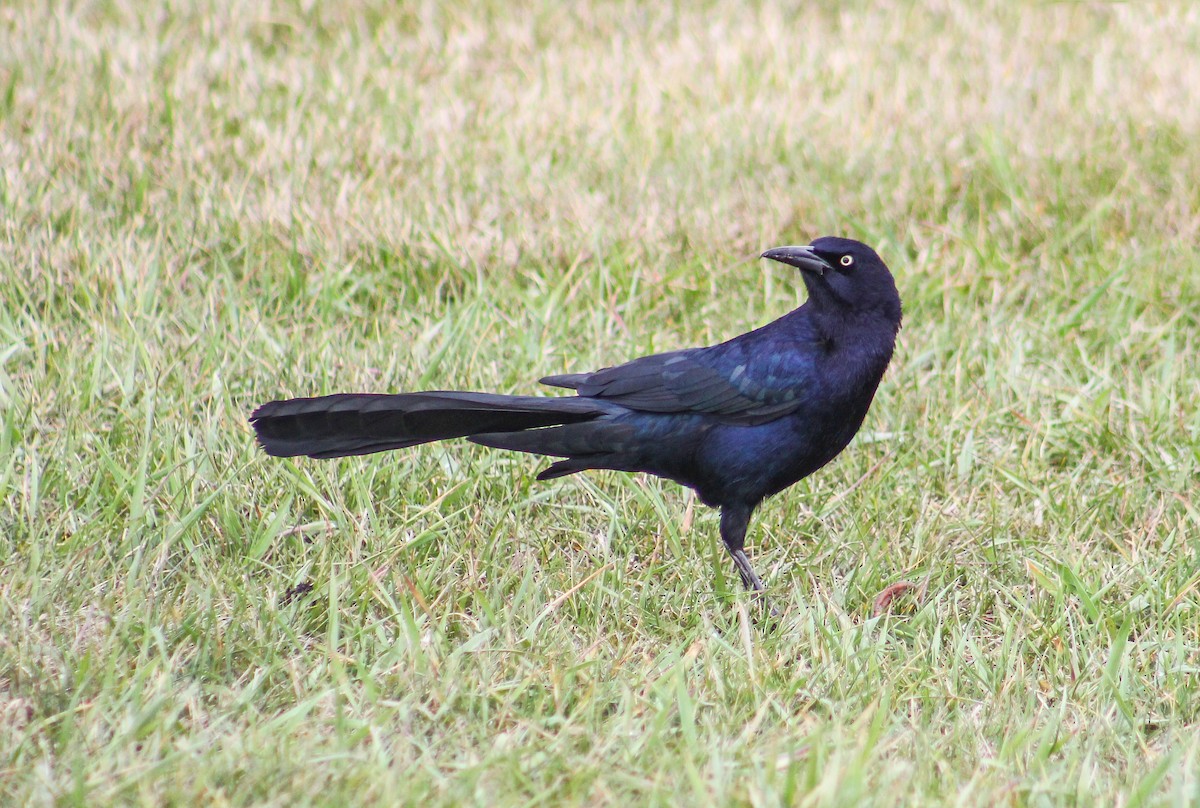 Great-tailed Grackle - Alex George