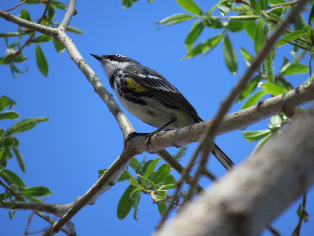 lesňáček žlutoskvrnný (ssp. coronata) - ML228008511