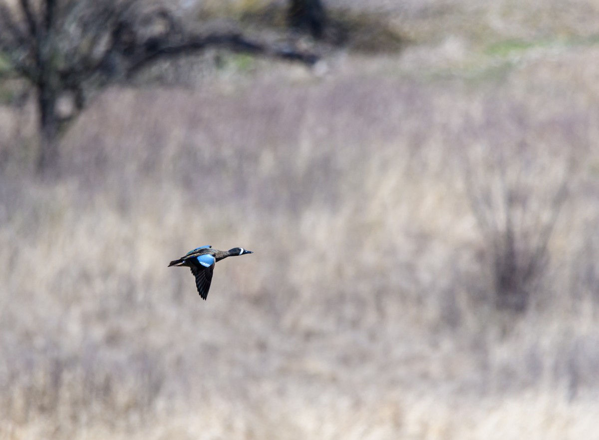 Blue-winged Teal - Cynthia Carlson