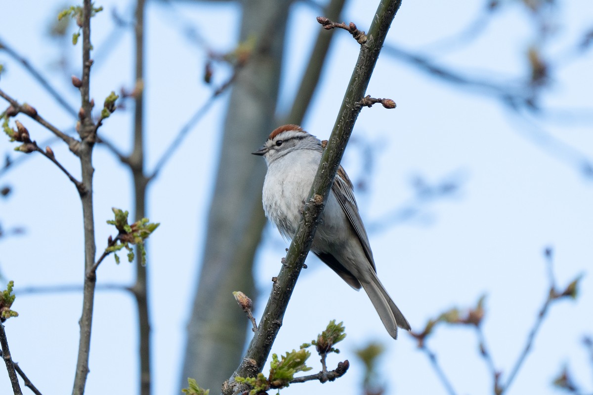 Chipping Sparrow - Yikun Wei