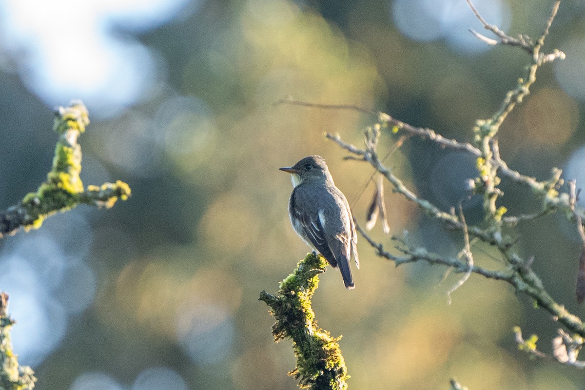 Olive-sided Flycatcher - ML228010551