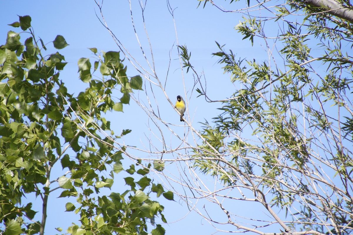 Lawrence's Goldfinch - Douglas Farr