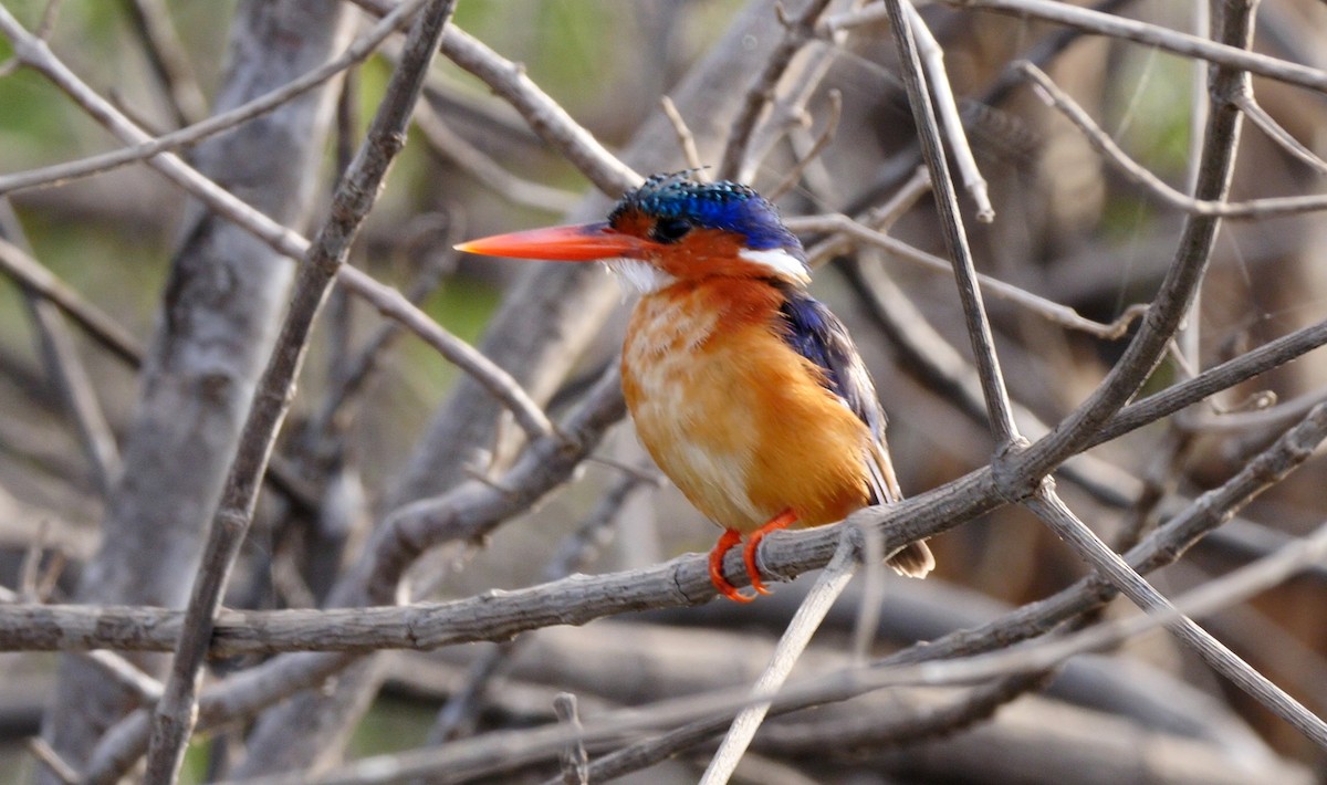 Malachite Kingfisher (Mainland) - ML228011891