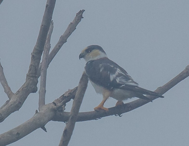 Pearl Kite - ML228011901