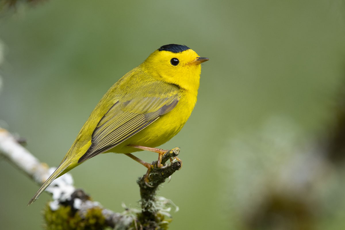 Wilson's Warbler - ML228012761