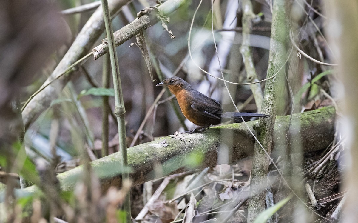 Stresemann's Bristlefront - ML228014151