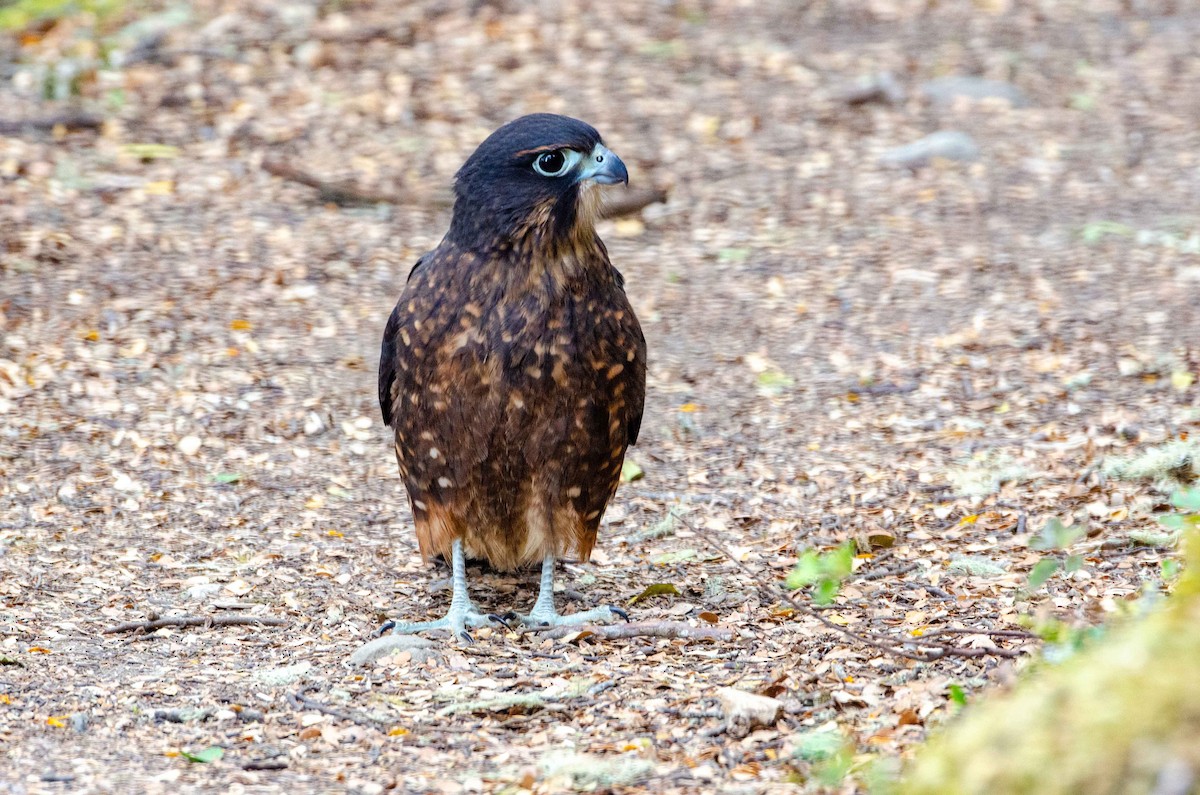 New Zealand Falcon - ML228014261