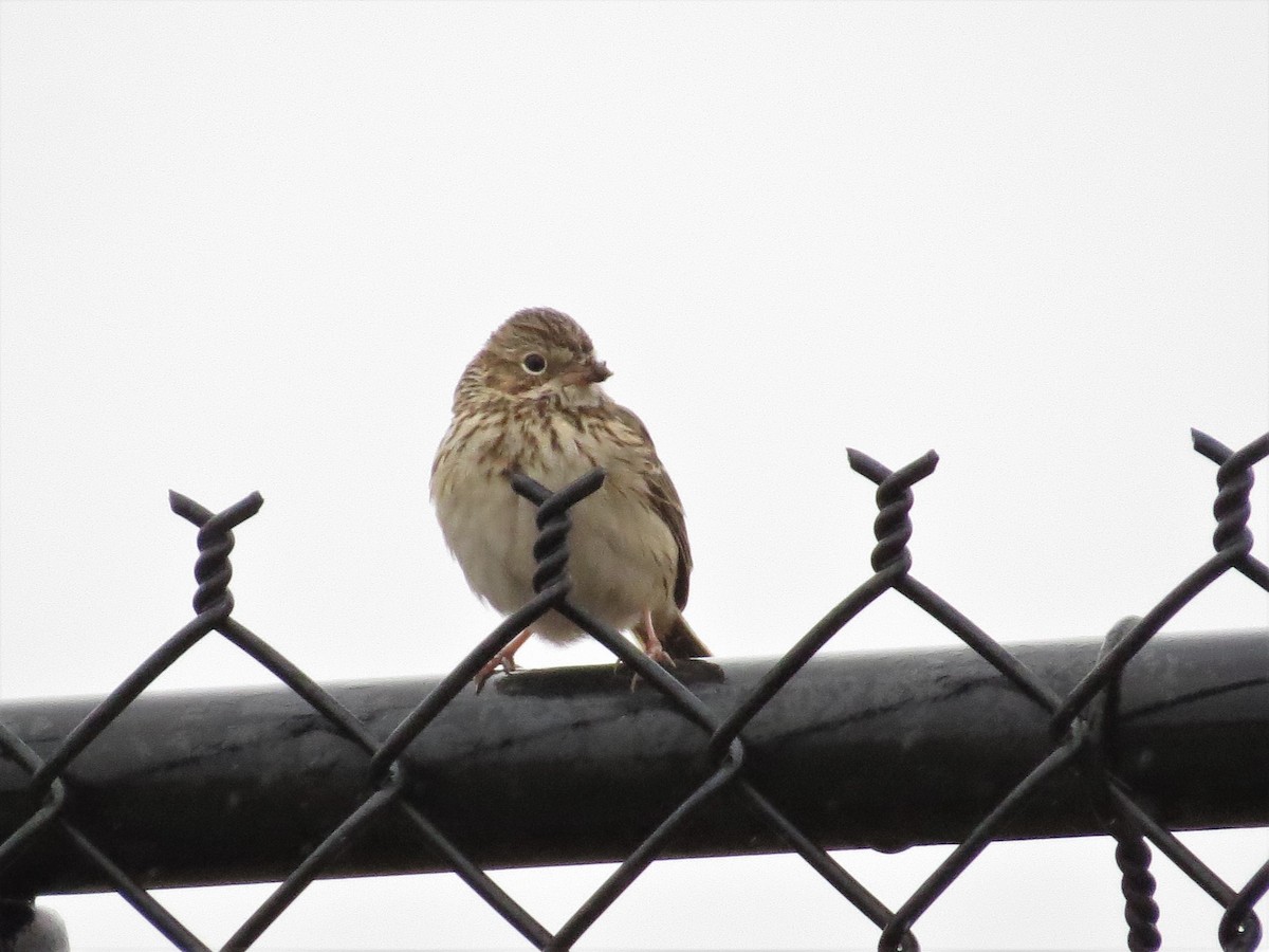 Vesper Sparrow - Tom Pirro