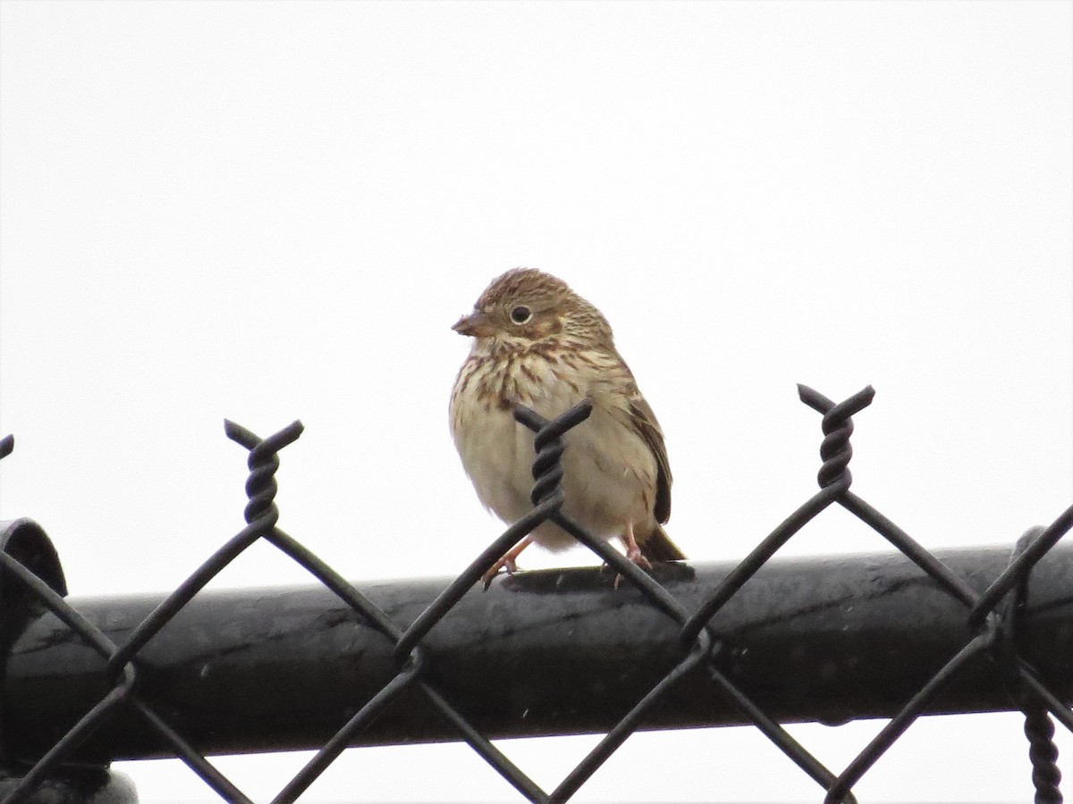Vesper Sparrow - Tom Pirro