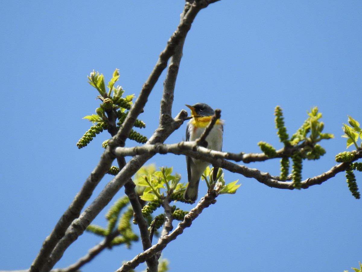 Northern Parula - ML228016771