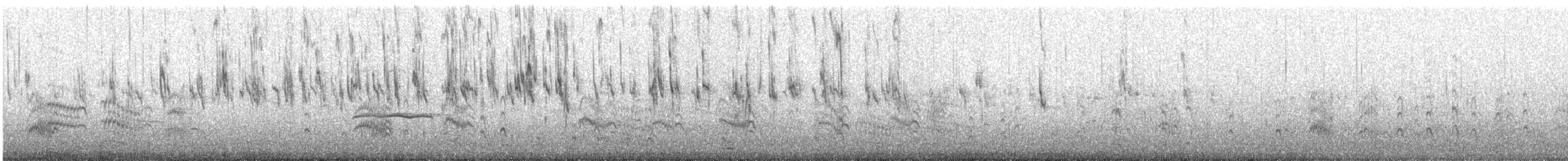 Magellanic Oystercatcher - ML228017