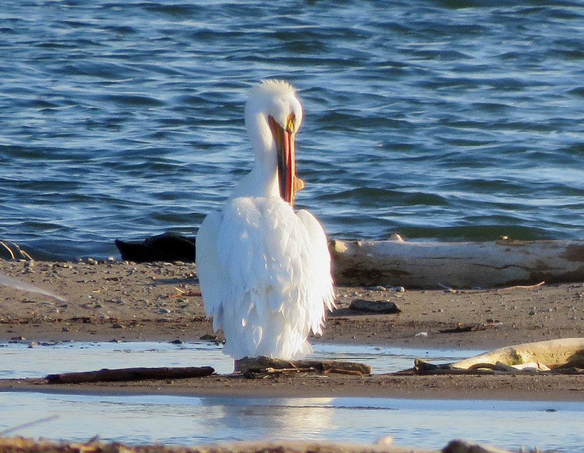 pelikán severoamerický - ML228018501
