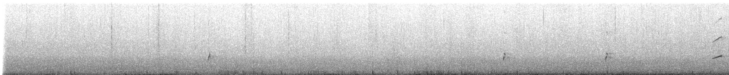 Magellanic Oystercatcher - ML228020