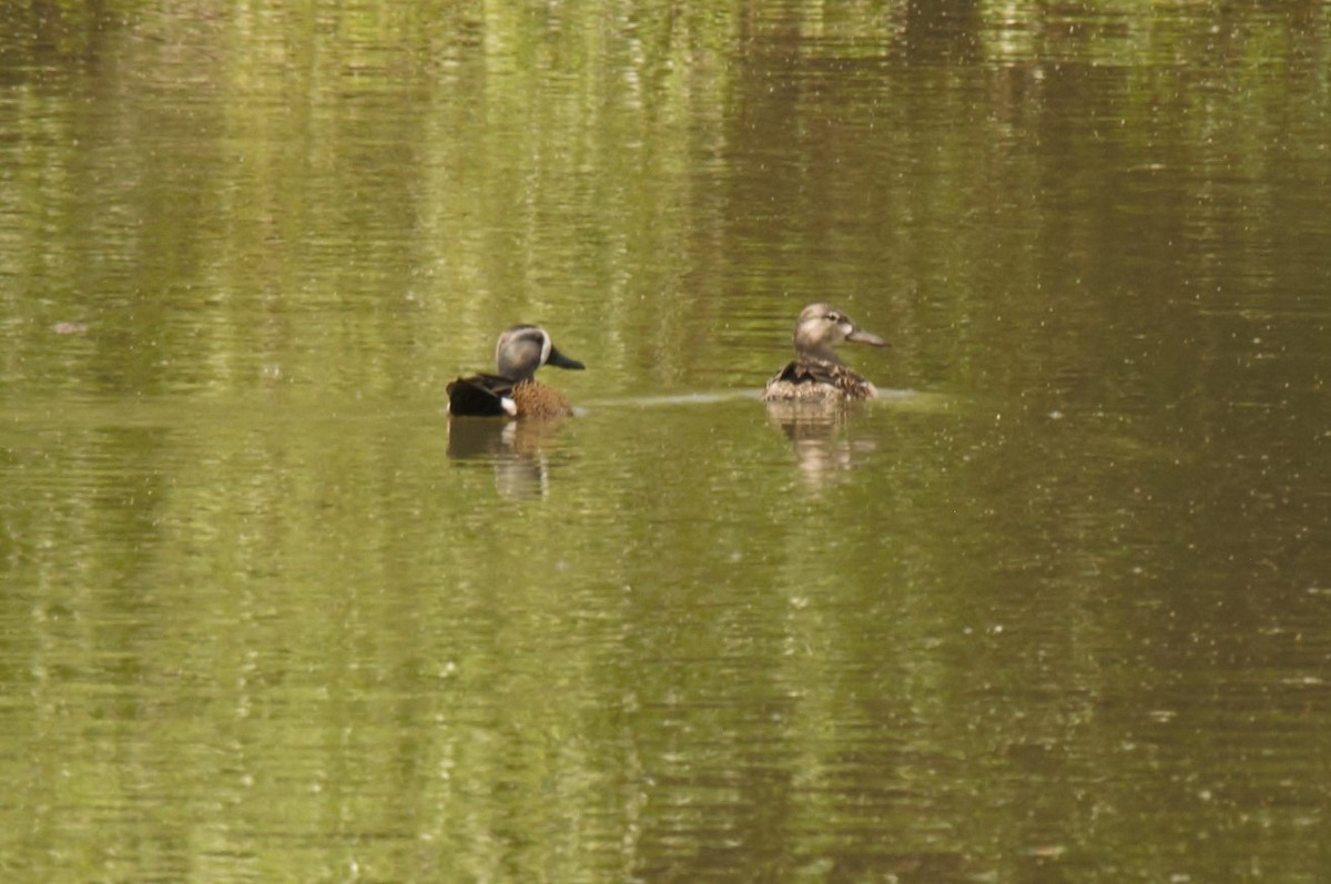 Blue-winged Teal - ML228020401