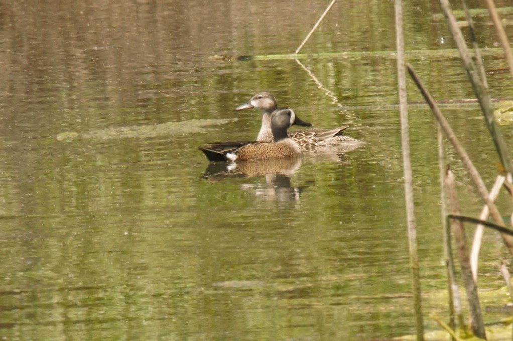 Blue-winged Teal - ML228020411