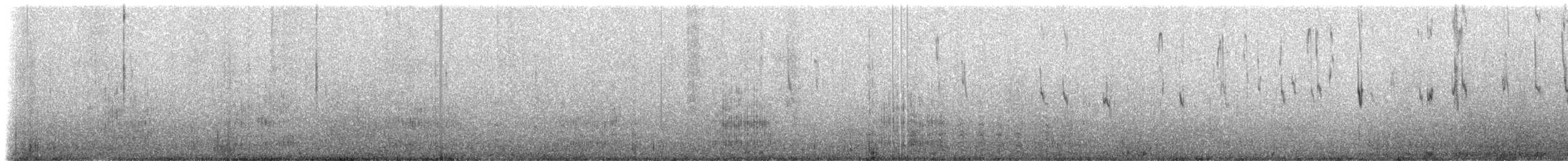 White-rumped Sandpiper - ML228025