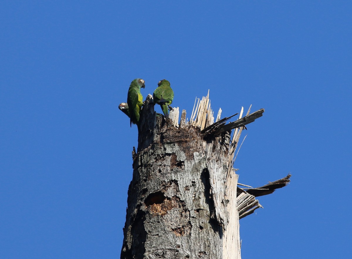 Dusky-headed Parakeet - Anna Hiller