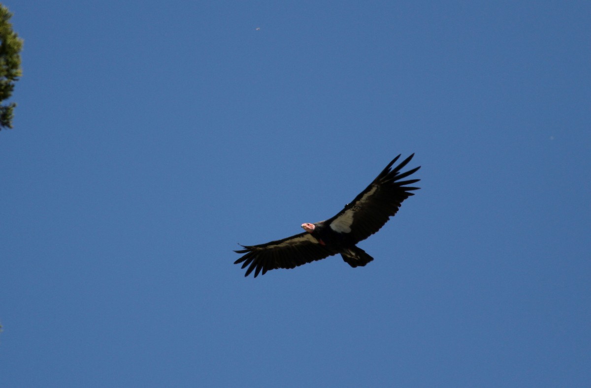 Condor de Californie - ML22802581