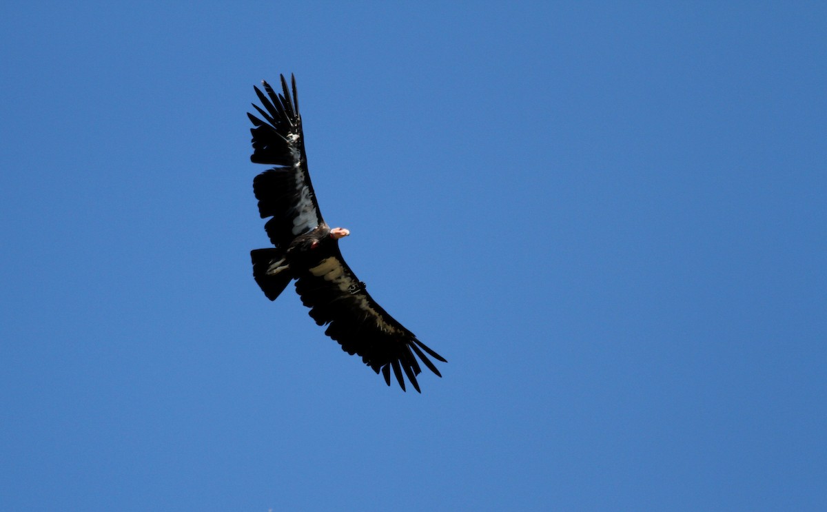Condor de Californie - ML22802641