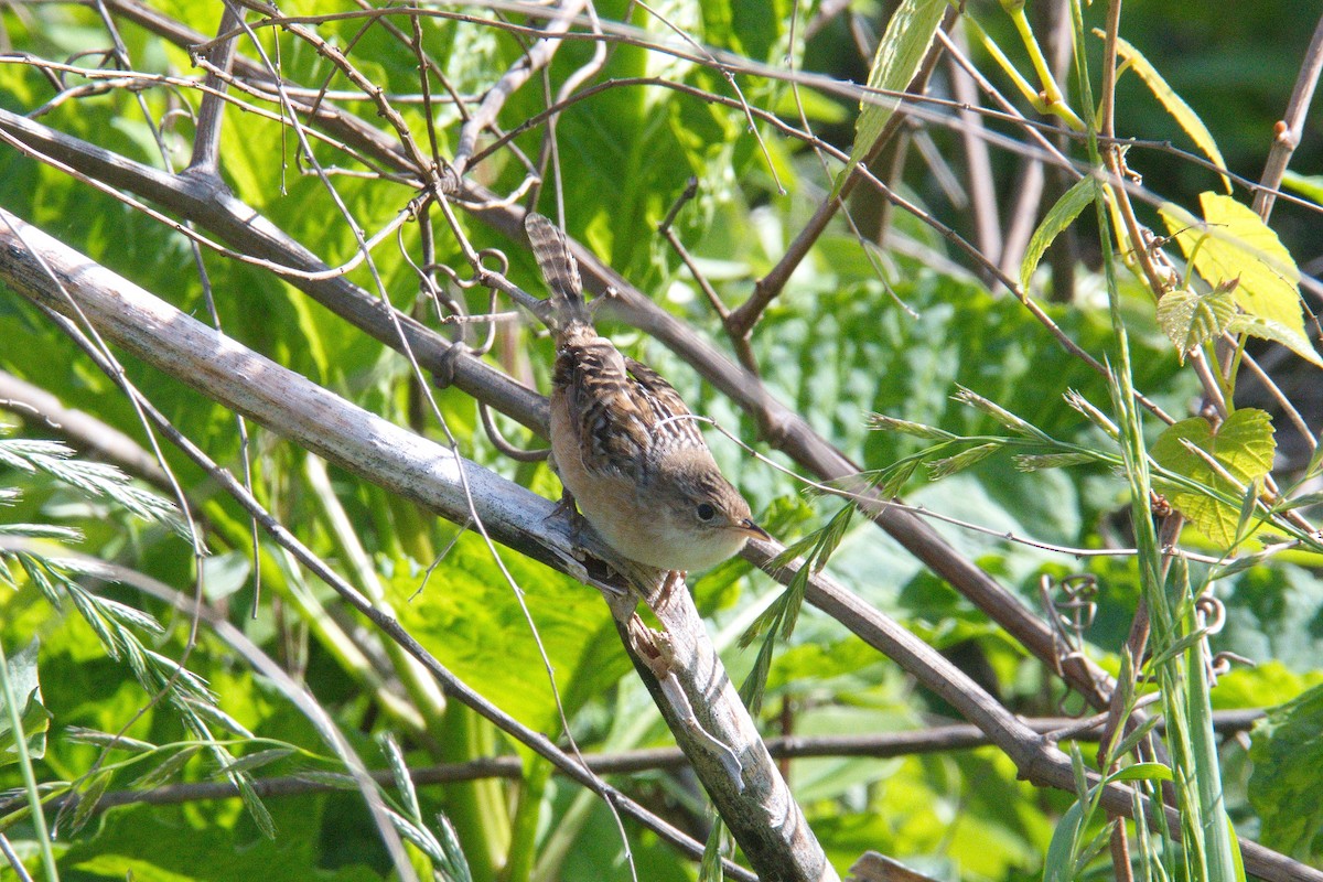 Sedge Wren - ML228026701