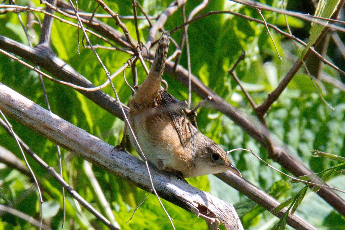 Sedge Wren - ML228027271