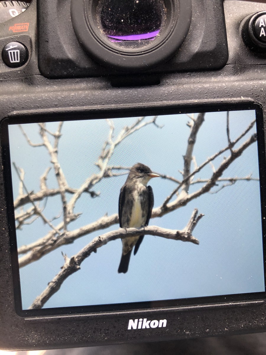Olive-sided Flycatcher - ML228027421