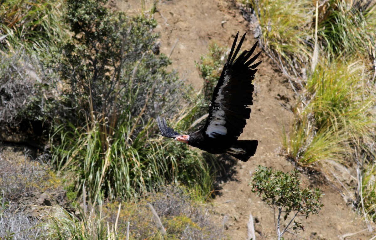 Condor de Californie - ML22802751